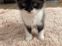 Scottish fold yavrular