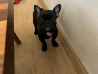 Erkek&Dişi Sağlıklı French Bulldog Bebekleri