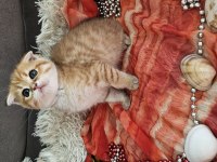 Golden scottish fold erkek bebekler