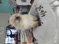 Blue point cinsi british shorthair acil sahiplendirmem lazım