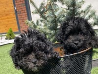 Kahve ve siyah poodle