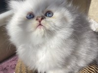 SAFKAN BRİTİSH LONGHAİR GOLDEN