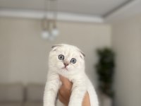 SCOTTISH FOLD SILVER YAVRULARIM 