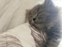 British longhair 25 mart doğumlu