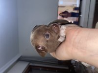 Chihuahua yavruları