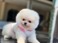 SAĞLIK VE IRK GARANTİLİ POMERANİAN BOO