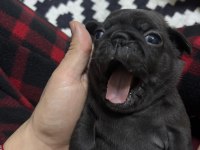PUG MOPS BEBEKLERİMİZ ÖMÜRLÜK AİLELERİNİ BEKLİYOR