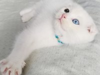 Scottish Fold Oddeyes