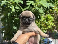 Pug Yavrularımız