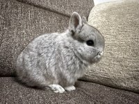 Safkan Hollanda cüce ve mini lop tavşan her yere gönderim