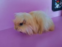 Erkek peruvan cinsi ginepig