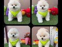 Pomeranian boo yeni yuvasını bekliyor