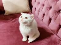 Scottish fold yumurcak yuva arıyor