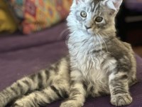 Maine coon - sadece ömürlük yuvalar seçilir