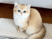 Şecereli British Shorthair Golden ny12 erkek yavru