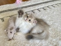Safkan British Longhair Blue Golden erkek yavru