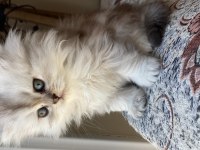 British longhair bebişler