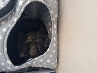 BRİTİSH SHORTHAİR KEDİCİK BALLI HANIM