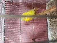 5 takım şov 7 takım jumbo muhabbet kuşu