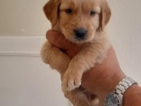 Baby face golden retriever yavruları