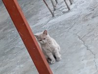 Eğitimli british shorthair