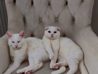 Scottish fold yavru