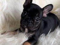 Dişi french bulldog bebekler yeni ailesini arıyor