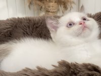 British Shorthair Chocolatte Point Dişi