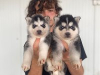 A kalite mavi gözlü husky yavrularımız