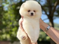 Üst Düzey Ayıcık Pomeranian Boo