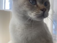 Ücretsiz sahiplendirilecek 2 yaşında british shorthair