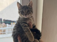 2 aylık 2 dişi ve 1 erkek kedimiz mama ve kum eğitimleri var
