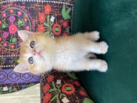 Dünya Tatlısı Golden British Shorthair Yavru