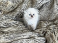 Ayıcık Suratlı Lilac British Bebek