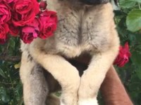 Kangal erkek yavru