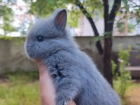 Cüce Tavşan (Netharlend dwarf)