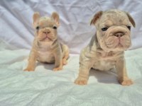 En özel french bulldoglar