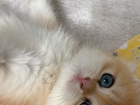 2 Aylık Erkek British Shorthair Yavru