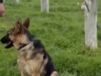 Eğitimli Şahsi Köpeğim