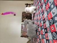 Safkan british shorthair yavrular sahiplendirilecektir