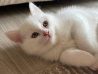 Scottish Fold Ve British Yavrularımız