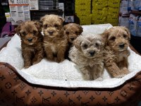 KOYU KAHVE MALTİPOO CİNSİ IRK VE SAĞLIK GARANTİLİ