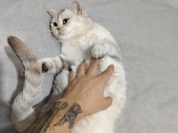 3,5 yaşında dişi british shorthair