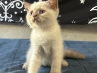 Birbirinden Güzel British Shorthair Bebeklerimiz
