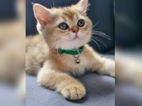 3.5 aylık Erkek British Shorthair Golden