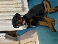 Çok oyuncu rottweiler köpeği