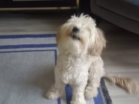 9 aylık maltipoo