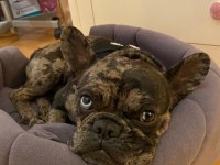 Erkek merle french bulldog 1.5 yaşında çipli