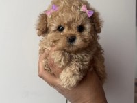 Ayı Surat Micro Boy Ped Eğitimli Toy Poodle