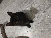 İki adet siyam kedisi yavru